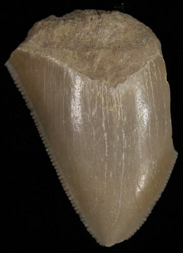 Bargain Bone Valley Megalodon Tooth #11098